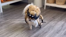 Adorable Pup Models Various Halloween Outfits