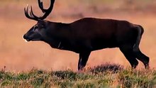 El Ritual Brutal de los Ciervos 🦌