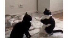 Cat Fight In Slow Motion 😸😸😸