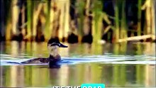 Musk Duck Rituals
