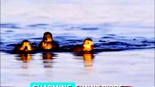Surprising Ducks (1)