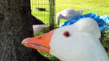Tooey becomes one with the nest. | #SparklegleamFarm #Plop #Tooey #homestead #Lemongrab #geese #farmanimals #soft #cute