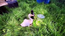 MTM is torn between foraging and repeatedly sampling that high quality H2O. | #SparklegleamFarm #DickVanDuck #MaryTylerMolt #MTM #DVD #farm #duck #farmanimals #soft #cute