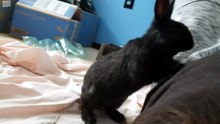 The void floof swiftly lost interest in the fallen giant. | #SparklegleamFarm #Bunny #homestead #rabbit #farmanimals #cute