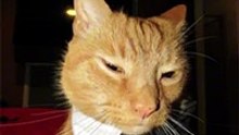 Batman cat version batcat
