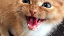 Cat funny