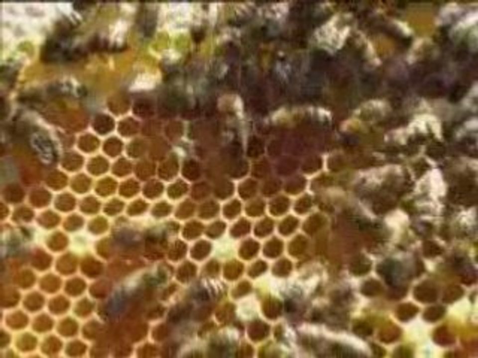 Sterben die Bienen und die Imker aus?