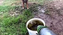 Funny German Shepherd dogs #awsome#sweetgerman#cute#funniest#cuteness#longhair#shorthair#German Shepherd dog #
