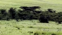 Rare Sighting of Magnificent Five Cheetah Coalition Gathering in African Savannah