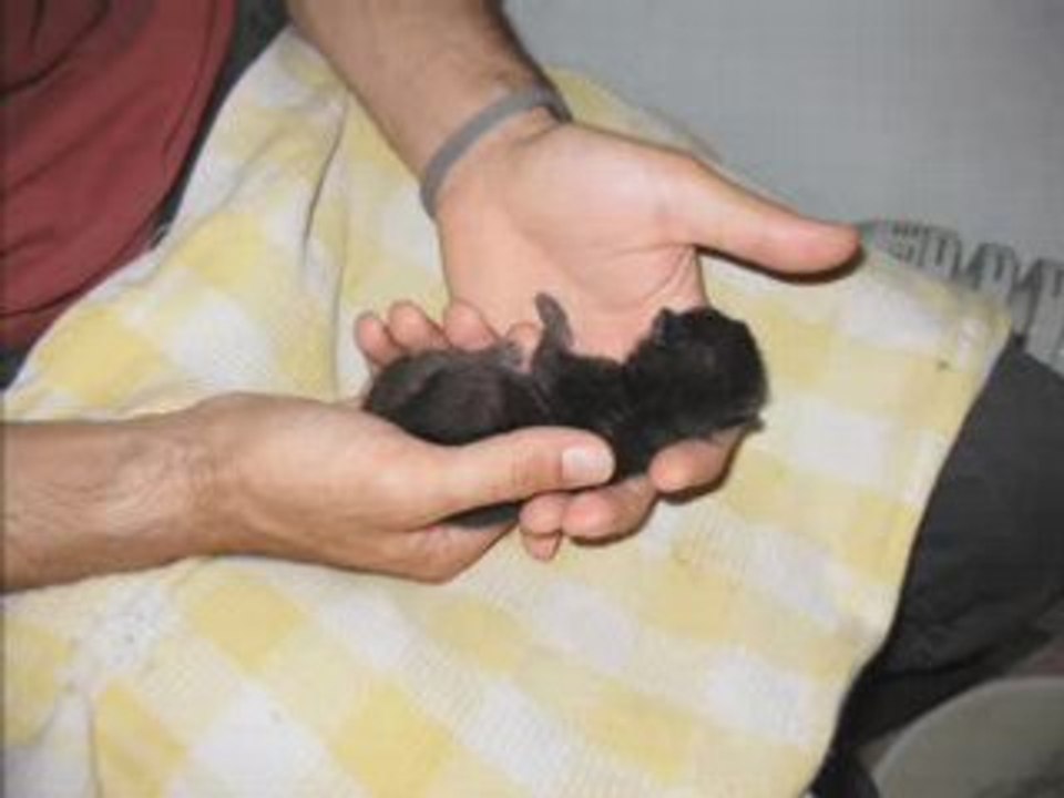 Chaton1