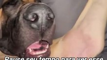 Pause seu tempo para ver esse belo cachorrinho dormindo!