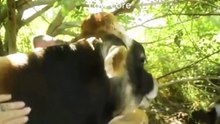 Cow Core
