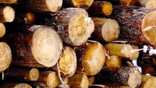 L’Afrique possède les forêts, mais capte peu de leur valeur