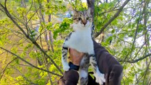Cat Keeps Dodging Rescuer Trying To Get Him From Tree