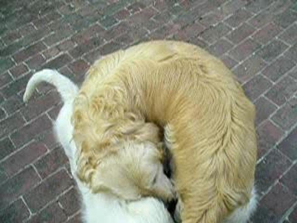 ravel berlioz bagarre