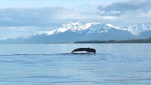 sdt6_2US-Marine und Küstenwache überwachen die Auswirkungen von Unterwasserschall auf Meerestiere