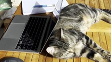 What's this Cat Doing Outside? Relaxing Day in the Sun!