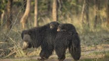 A closer look at why this bear is named Sloth Bear