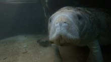 A closer look at the elephant's surprising relative with Olivia Degn