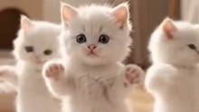 Cute Fluffy White Kittens Dancing Together | Adorable Dancing Cats
