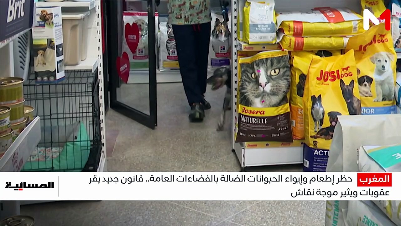 نشرة المسائية