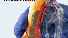 EFFECTIVENESS HORMONES IN THE BODY: Make Sure Your Body Continues To Produce Them Till You Drop