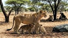 A LION MOTHER TO SAVE HER CUBS