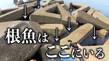 【穴釣り】根魚はここにいる！穴釣りでカサゴ連発！