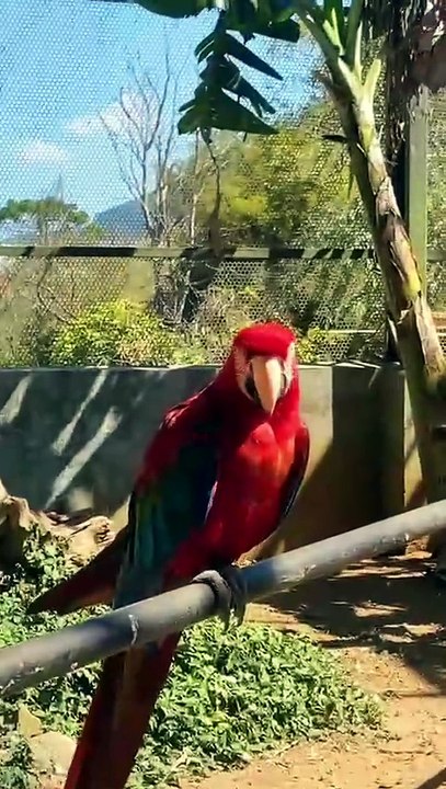 Red Brazil