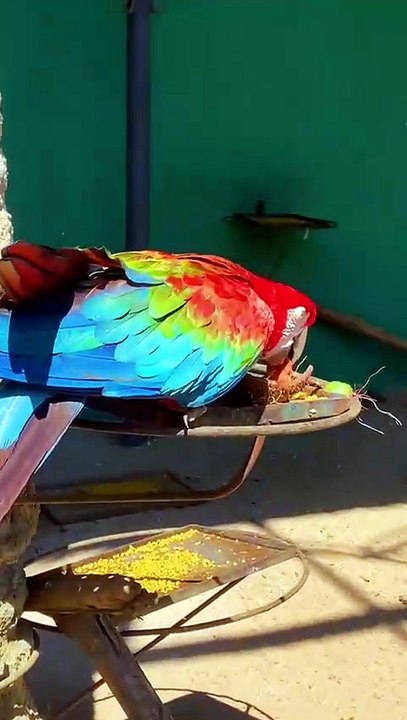 Arara colorida