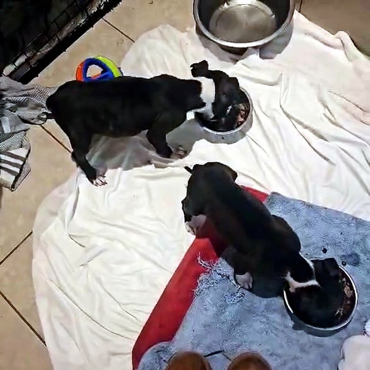 Puppies found dumped in a tub underneath a bridge on the Lincoln Causeway