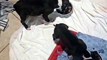 Puppies found dumped in a tub underneath a bridge on the Lincoln Causeway