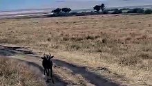 Breathtaking Safari Video Of A Spotted Hyena Chasing A Young Wildebeest Calf At High Speed On An Open Dirt Road