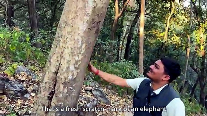 Safari