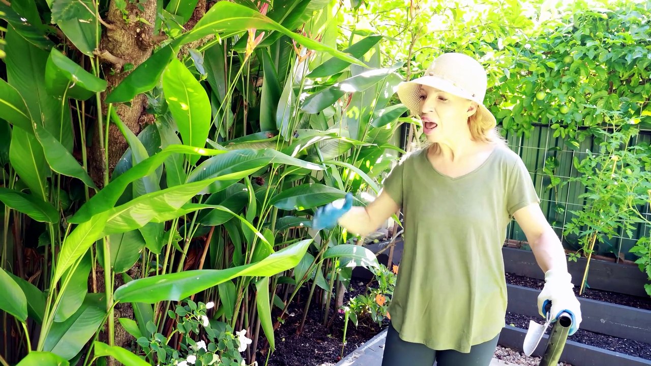How to Transplant Heliconia Offshoots | Balcony Garden Refresh 🌿