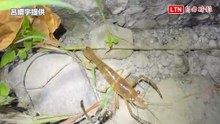 超可愛！過山蝦連夜搬家  枯水期「夜行軍」山間到處爬