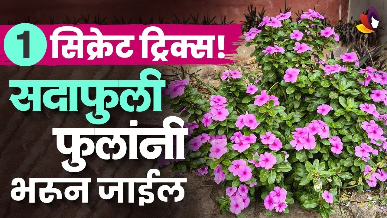 कुंडीत सदाफुली लावताना या गोष्टी लक्षात ठेवा |...