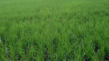 Cloudy weather beautiful village weather beautiful scenery reel viral village scenery of my village awesome weather