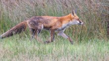 5 erreurs qui ruinent tes photos animalière ( Dailymotion)