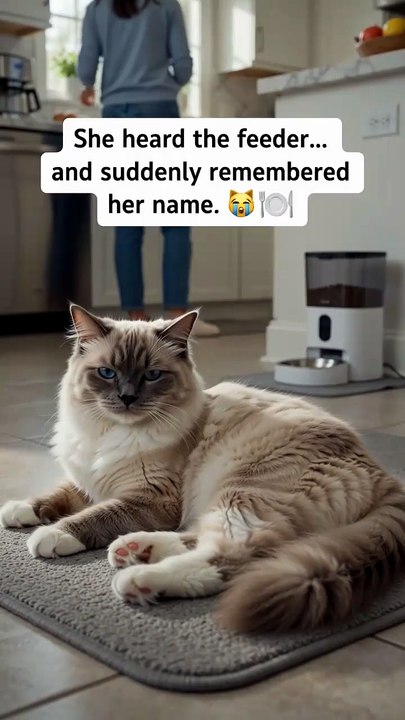 The Ragdoll Has Been Waiting for This Moment