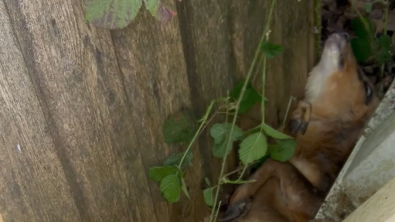 Compassionate Woman Rescues Trapped Baby Muntjac Deer