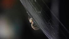 why are brown recluse spiders in my house