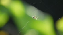 does vinegar kill brown recluse