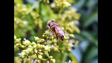 do asian giant hornets eat meat