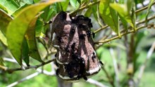 how many asian giant hornet stings can kill you