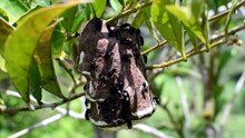 whom do asian giant hornet