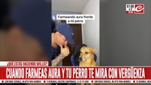 Cuando farmeas aura y avergonzás hasta a tu propio perro