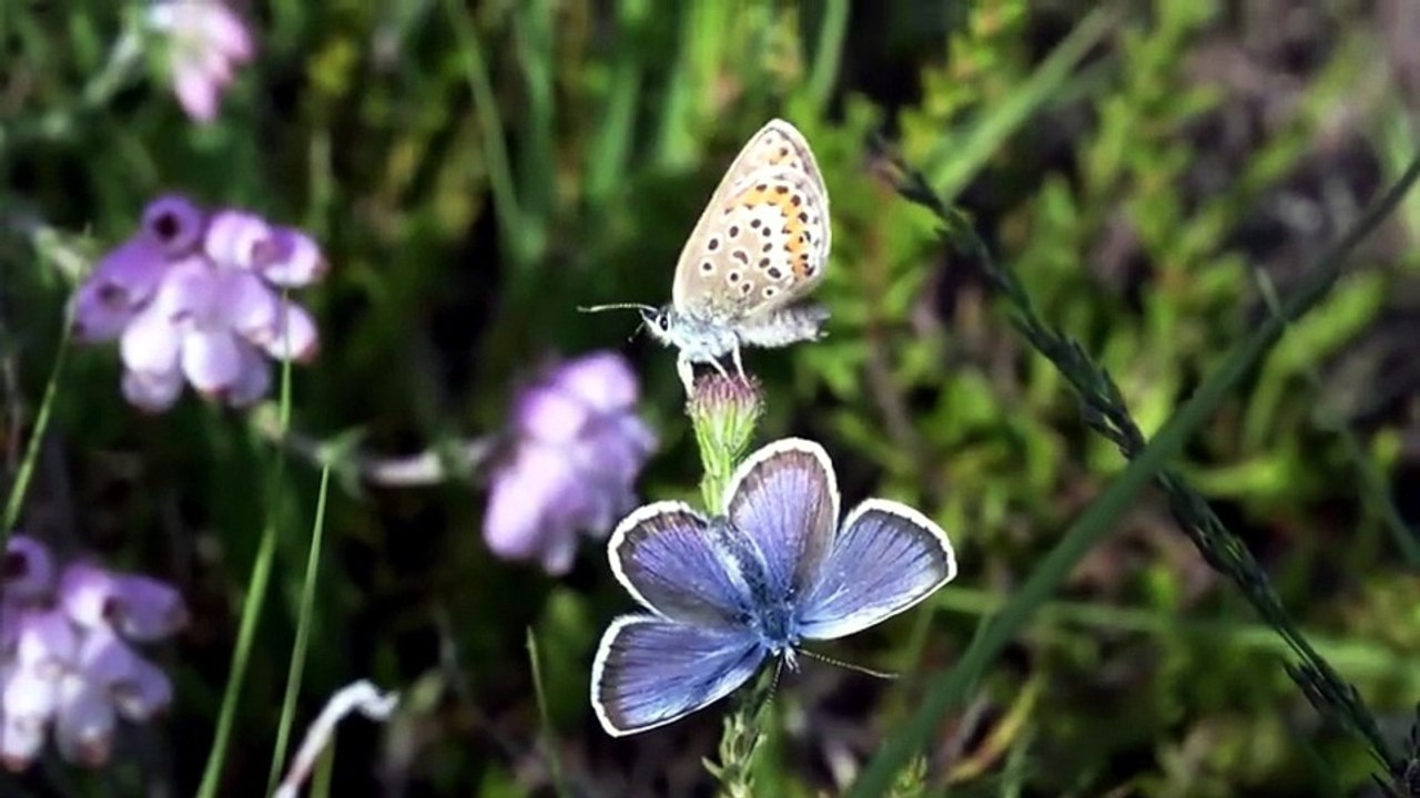 Papillons mâle et femelles azuré de l'ajonc