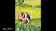 The Donkey Just Stole the Show! 🤣 #FunnyVideo #Viral#Funny#Donkey