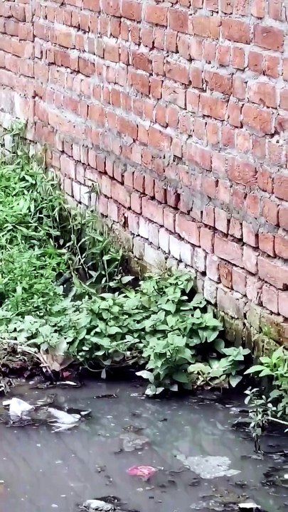 what kind of snake is this? I #snake #wildlife